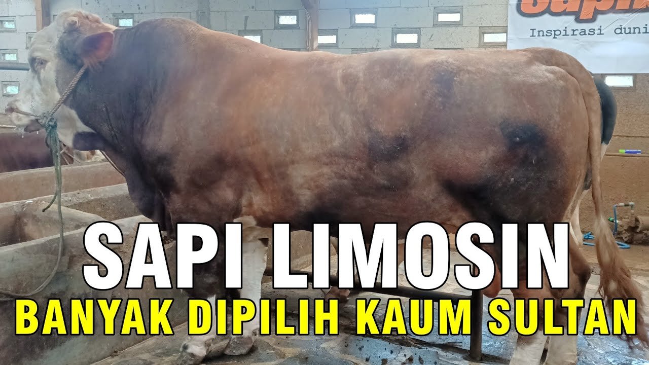 
                                 Sapi-Limousin-Qurban-2022
